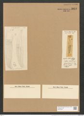 Amphora interlineata Grove et Sturt. (de-Toni-Nr.: Genus 36, Species 1566) Zeichnungen Sammlung Grunow Nr. 3013 (NHMW-BOT-W0370391)